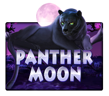 ได้สปินฟรีเพียงครั้งเดียวก็รวยแล้วด้วยเกมสล็อต Panther Moon